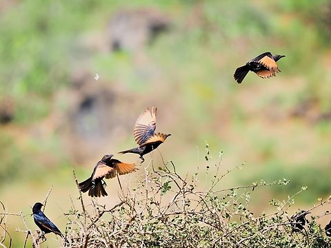Tristram's Starling  Fall,Geotagged,Oman,Onychognathus tristramii,Tristrams starling