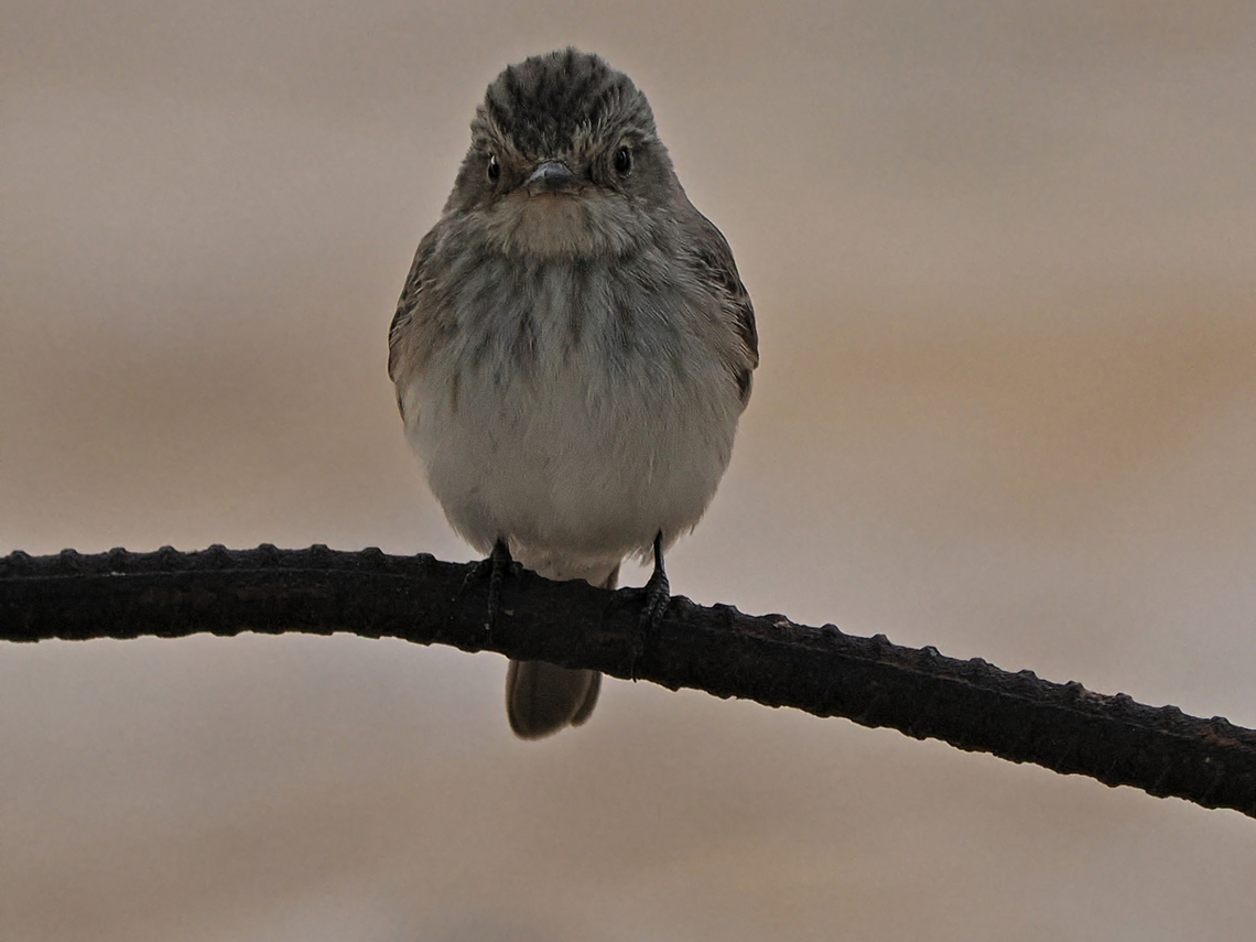 Spotted Flycatcher  Fall,Geotagged,Muscicapa striata,Oman,Spotted Flycatcher