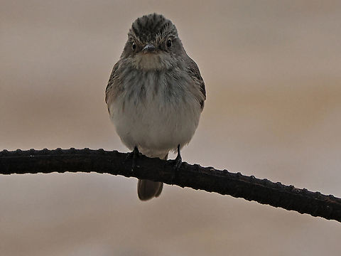 Spotted Flycatcher  Fall,Geotagged,Muscicapa striata,Oman,Spotted Flycatcher