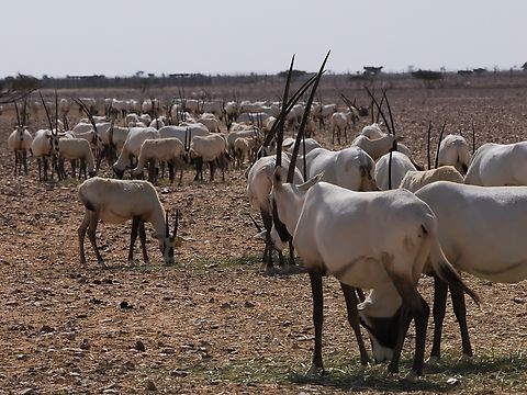 Arabian Oryx  Arabian oryx,Fall,Geotagged,Oman,Oryx leucoryx