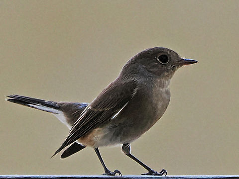 Red-breasted Flycatcher  Fall,Ficedula parva,Geotagged,Oman,Red-breasted flycatcher