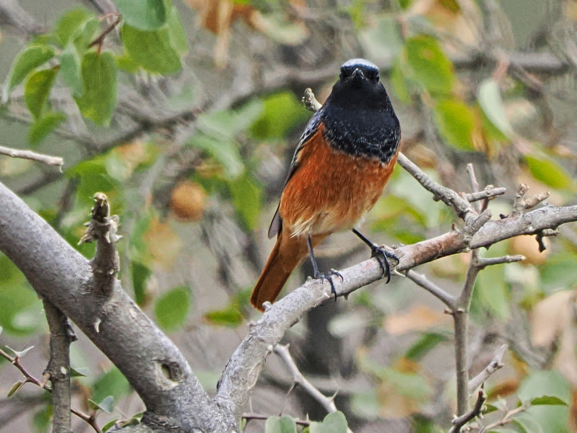 Common Redstart  Common Redstart,Fall,Geotagged,Oman,Phoenicurus phoenicurus