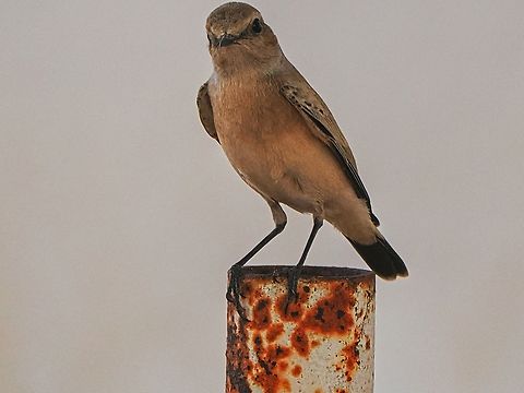 Desert Wheatear the missing female, unveiled Desert wheatear,Fall,Geotagged,Oenanthe deserti,Oman