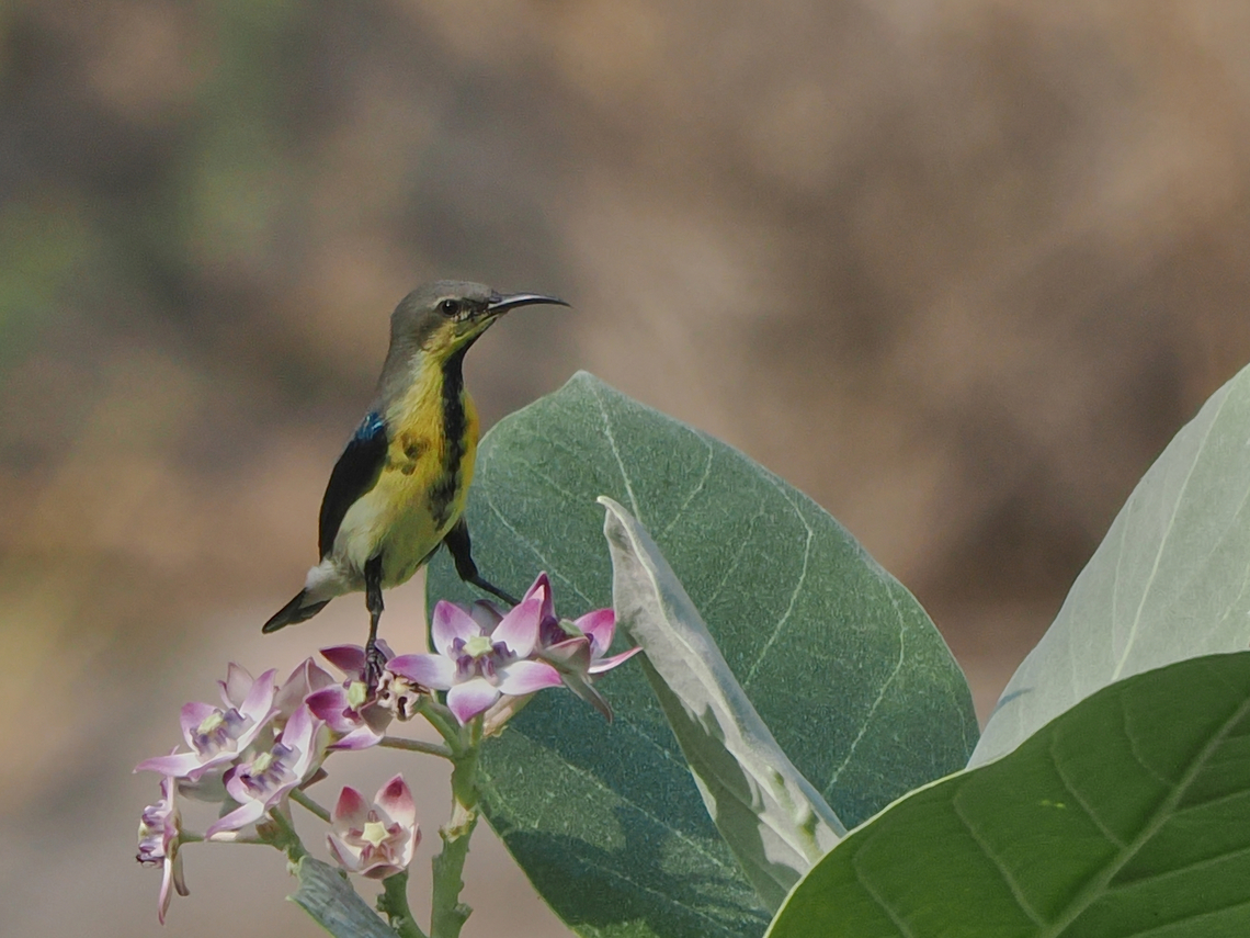Purple Sunbird the missing female Cinnyris asiaticus,Fall,Geotagged,Oman,Purple sunbird