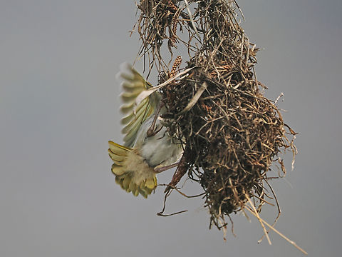 R&uuml;ppel's Weaver at its nest at Ain Razat Fall,Geotagged,Oman,Ploceus galbula,R&uuml;ppells weaver