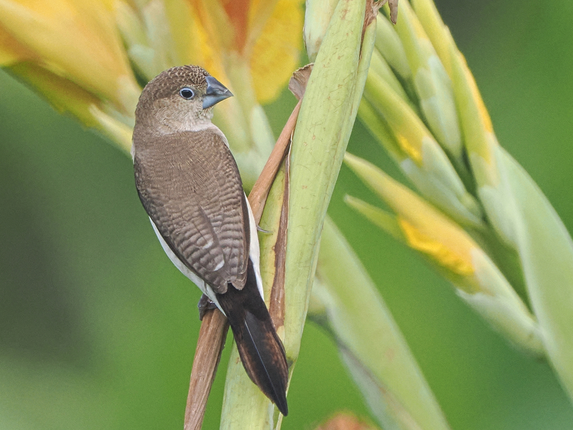 African_Silverbill_P1013638  African Silverbill,Fall,Geotagged,Lonchura cantans,Oman