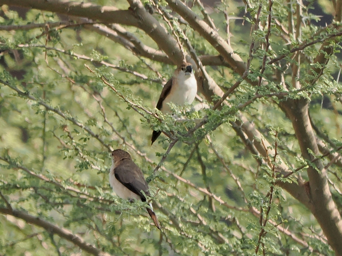 Indian Silverbill couple at Wadi Tanuf (وادي تنوف ) Euodice malabarica,Fall,Geotagged,Indian silverbill,Oman