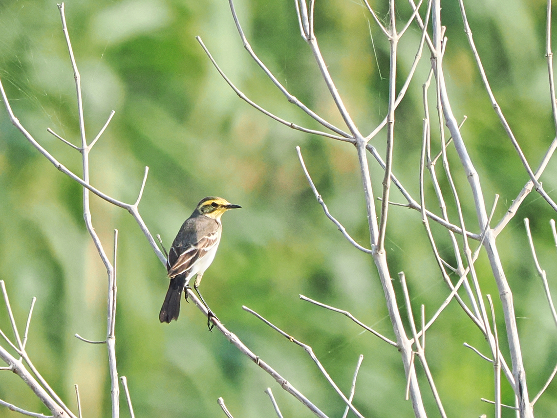 Citrine Wagtail  Citrine wagtail,Fall,Geotagged,Motacilla citreola,Oman
