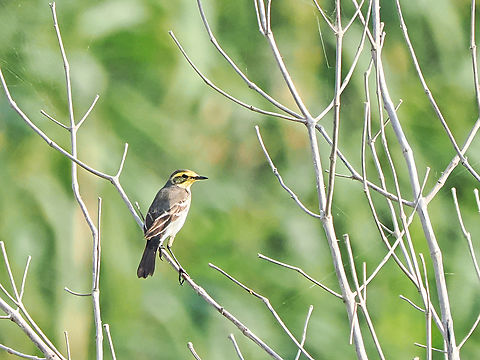 Citrine Wagtail  Citrine wagtail,Fall,Geotagged,Motacilla citreola,Oman