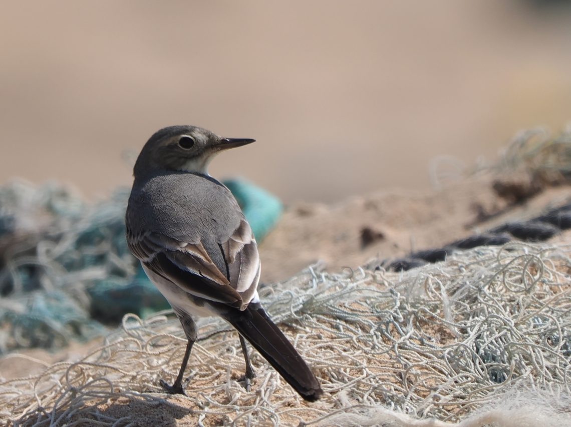 White Wagtail  Fall,Geotagged,Motacilla alba,Oman,White wagtail