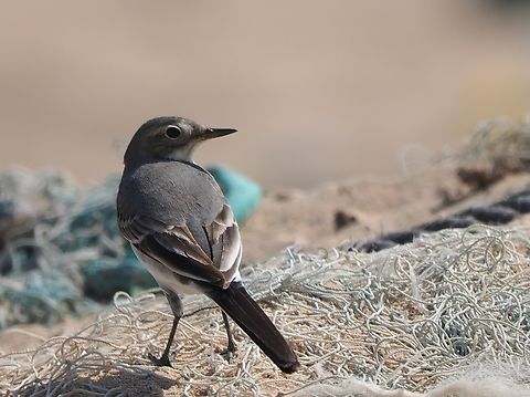 White Wagtail  Fall,Geotagged,Motacilla alba,Oman,White wagtail