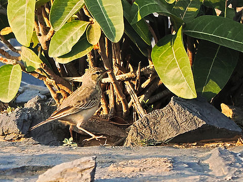 Tawny Pipit  Anthus campestris,Fall,Geotagged,Oman,Tawny pipit