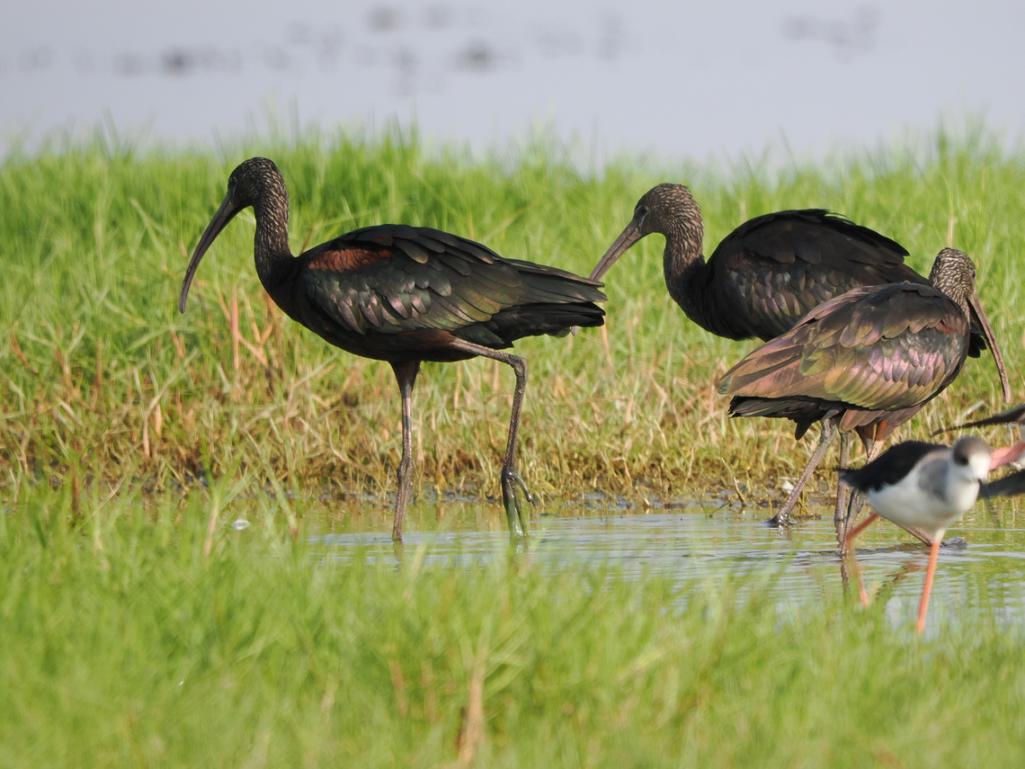 Glossy Ibis  Fall,Geotagged,Glossy Ibis,Oman,Plegadis falcinellus