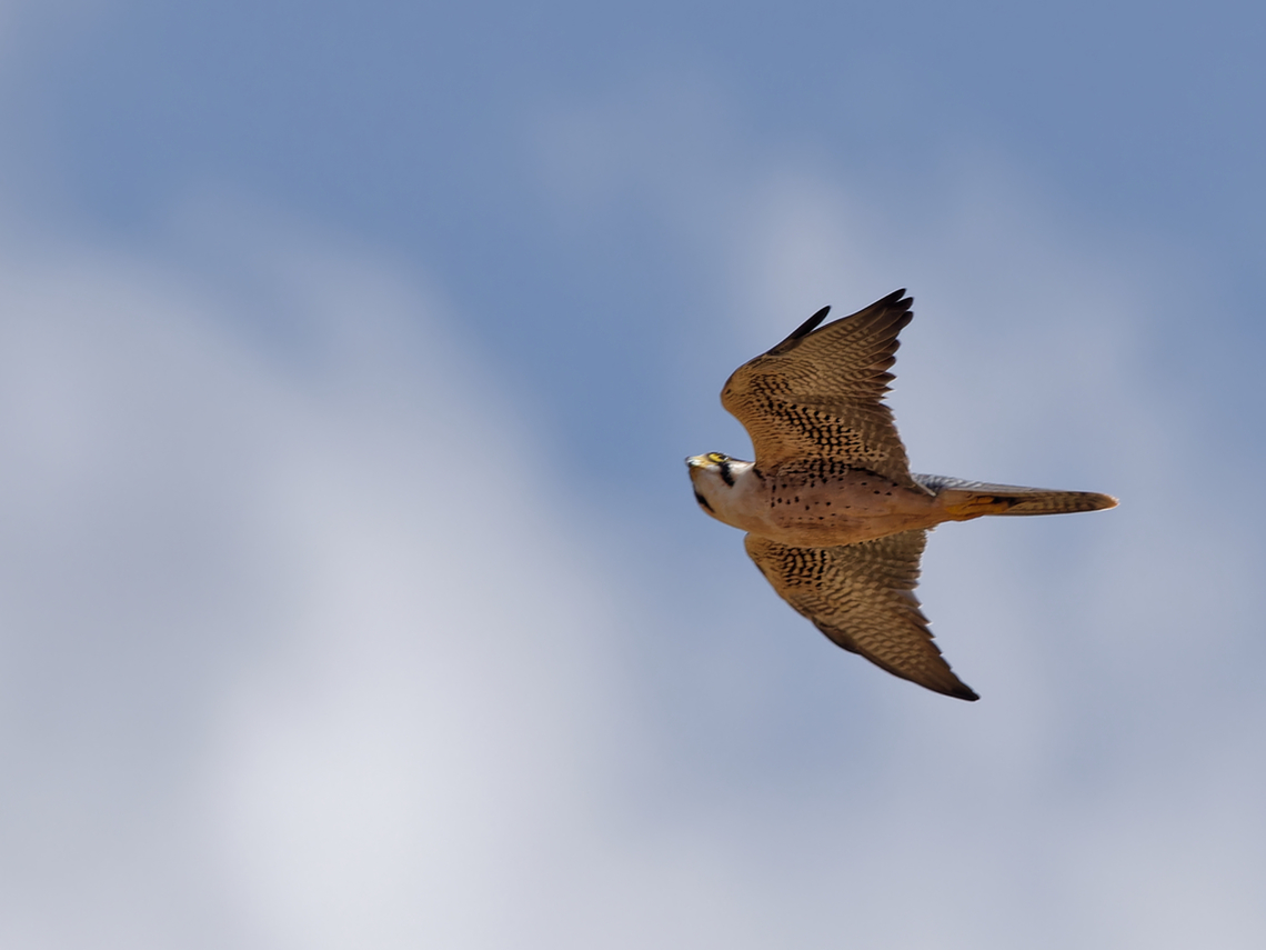 Lanner Falcon new optics, new software, "new" bird Falco biarmicus,Geotagged,Kenya,Lanner falcon,Summer