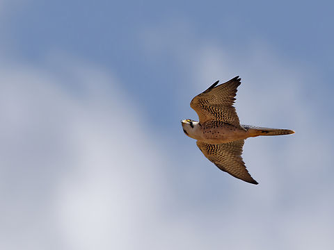 Lanner Falcon new optics, new software, "new" bird Falco biarmicus,Geotagged,Kenya,Lanner falcon,Summer