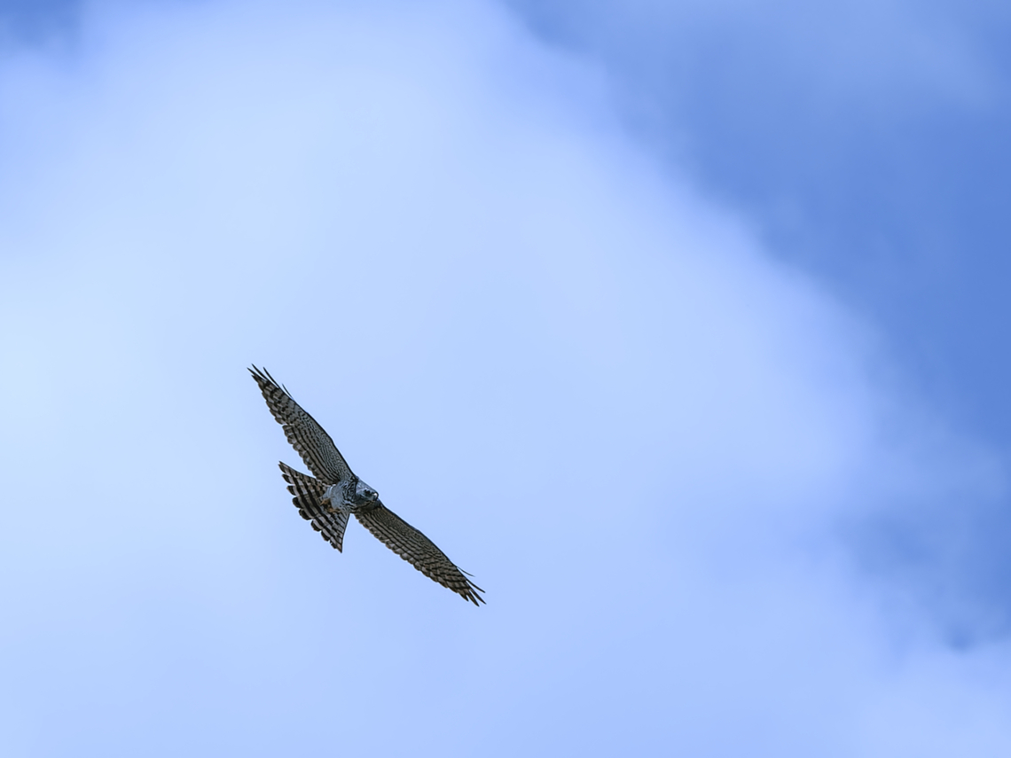 Levant Sparrowhawk  Accipiter brevipes,Geotagged,Kenya,Levant Sparrowhawk,Summer