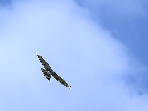 Levant Sparrowhawk  Accipiter brevipes,Geotagged,Kenya,Levant Sparrowhawk,Summer