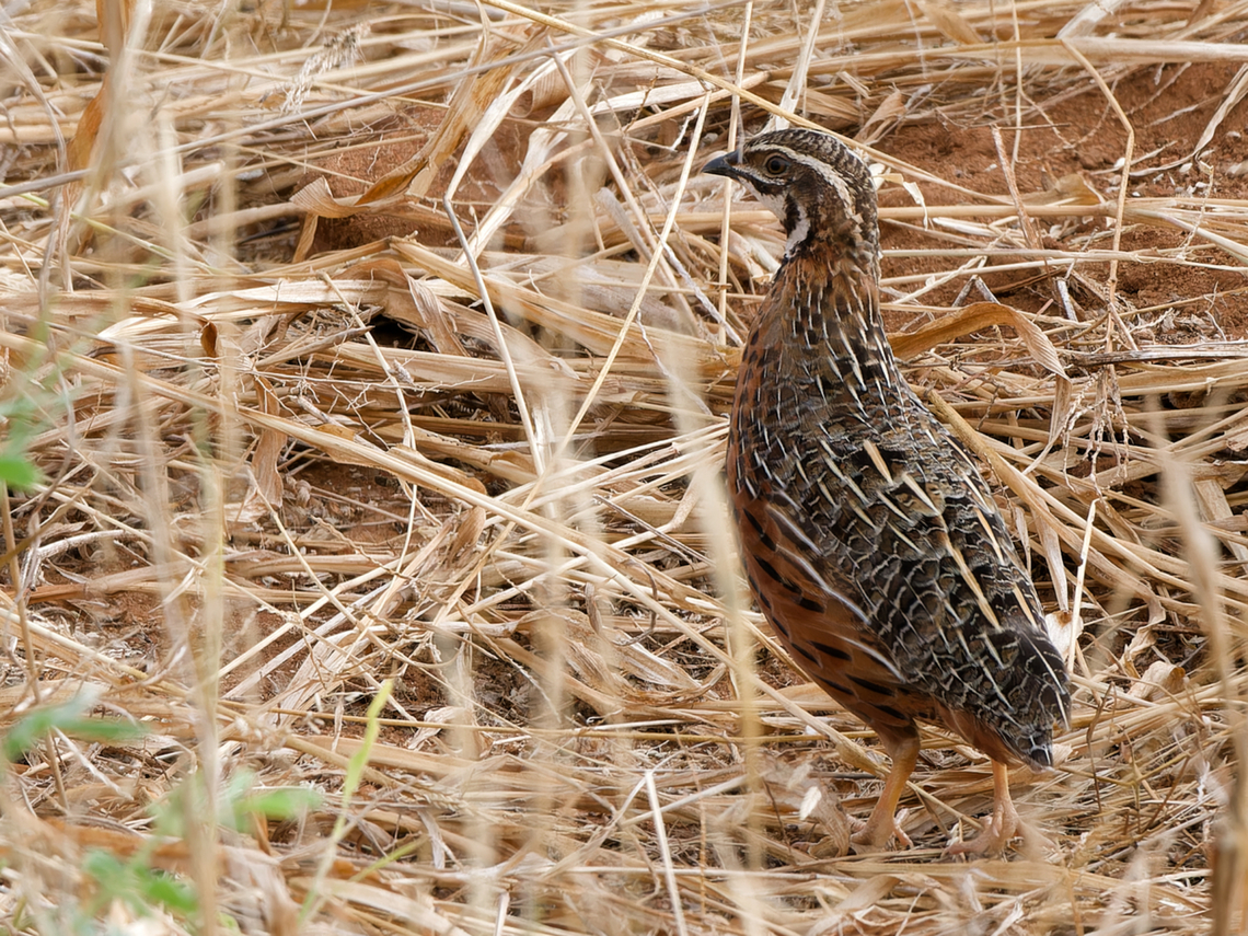 Harlequin Quail close to the expedition vehicle. Nominate form (Africa s of the Sahara and Madagascar) Coturnix delegorguei,Geotagged,Harlequin quail,Kenya,Summer