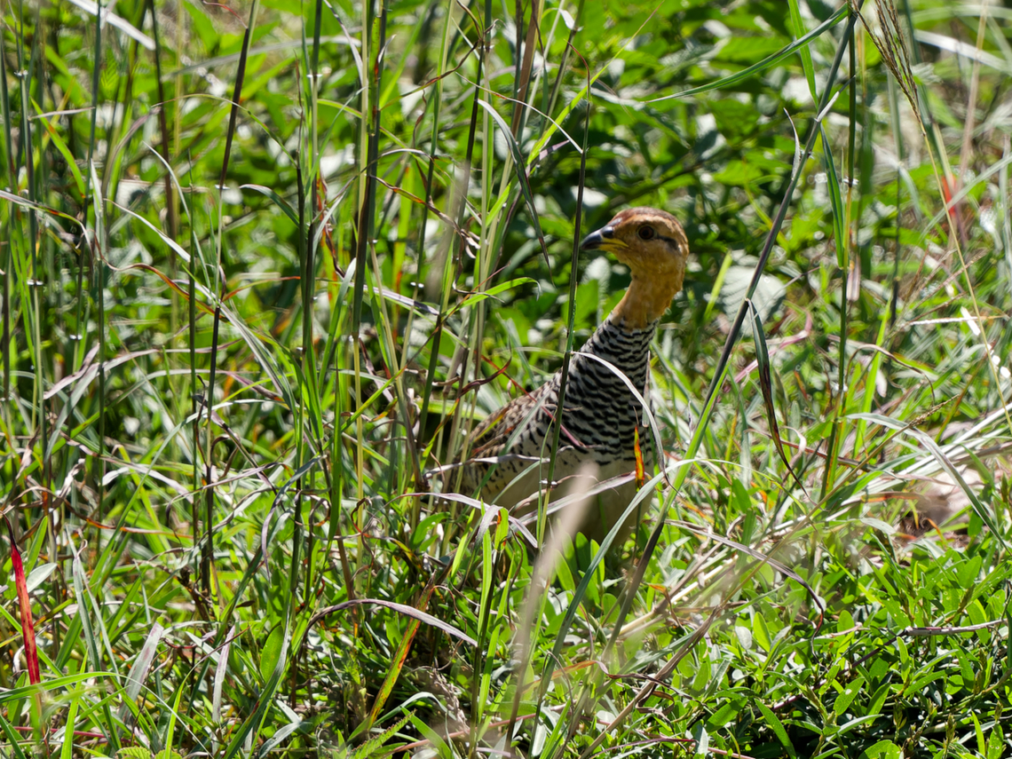 Coqui Francolin  Coqui Francolin,Geotagged,Kenya,Peliperdix coqui,Summer