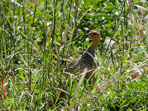 Coqui Francolin  Coqui Francolin,Geotagged,Kenya,Peliperdix coqui,Summer