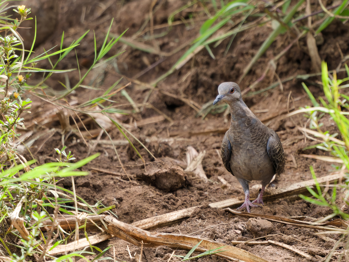 Dusky Turtle Dove  Dusky turtle dove,Geotagged,Kenya,Streptopelia lugens,Summer