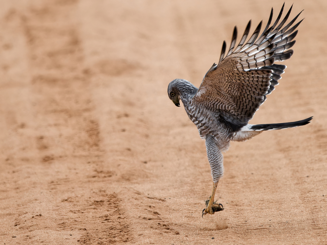 Eastern Chanting-Goshawk at its morning work-out &quot;how to catch a prey on the ground&quot; Eastern chanting goshawk,Geotagged,Kenya,Melierax poliopterus,Summer