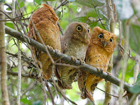 Sokoke Scops Owl, Kenya  Geotagged,Kenya,Otus ireneae,Summer,sokoke Shops owl