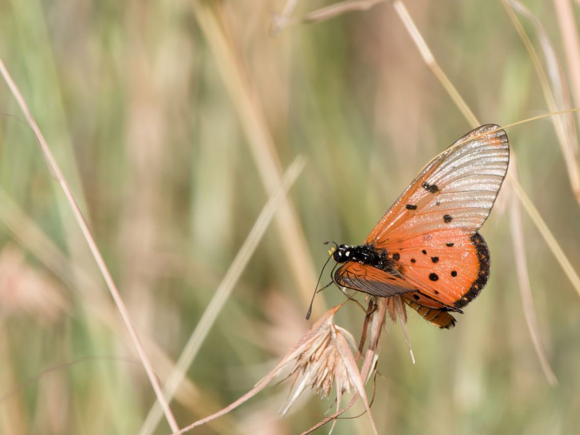 Acraea horta  Acraea horta,Garden acraea,Geotagged,Kenya,Summer