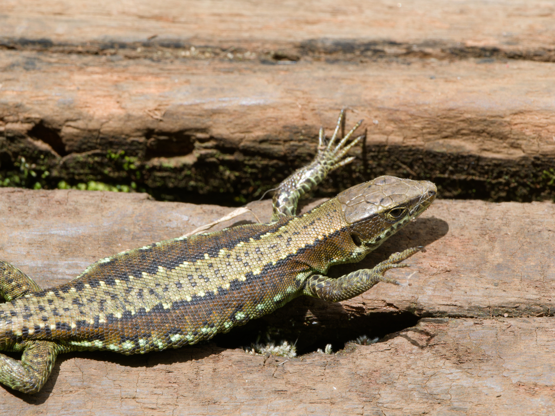 Adolfus jacksoni Reptile in "hands-up!" position Adolfus jacksoni,Geotagged,Kenya,Summer