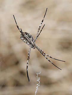 Argiope lobata  Argiope lobata,Geotagged,Kenya,Lobed Argiope,Winter