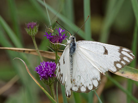 Belenois aurota female Belenois aurota,Geotagged,Kenya,Pioneer white,Summer