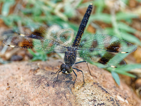 Brachythemis leucosticta Banded Groundling "normal" view Brachythemis leucosticta,Geotagged,Kenya,Summer,brachythermis leucosticta