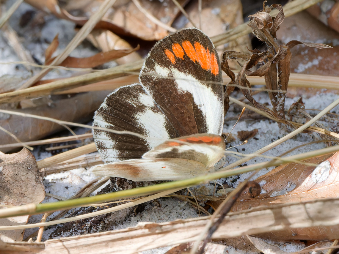 Colotis euippe  Colotis euippe,Geotagged,Kenya,Summer,colitis euippe