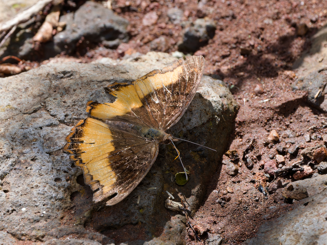 Eurytela dryope  Eurytela dryope,Geotagged,Golden piper,Kenya,Winter