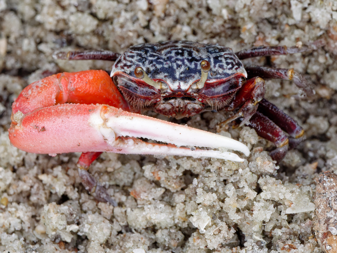 East African Fiddler's Crab cp. <a href="https://www.fiddlercrab.info/u_occidentalis.html#pics" rel="nofollow">https://www.fiddlercrab.info/u_occidentalis.html#pics</a> Austruca occidentalis,East African Fiddler Crab,Geotagged,Kenya,Summer