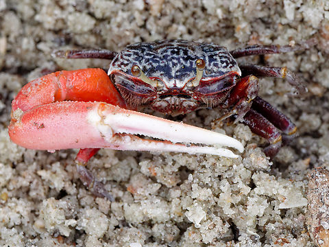 East African Fiddler's Crab cp. https://www.fiddlercrab.info/u_occidentalis.html#pics Austruca occidentalis,East African Fiddler Crab,Geotagged,Kenya,Summer