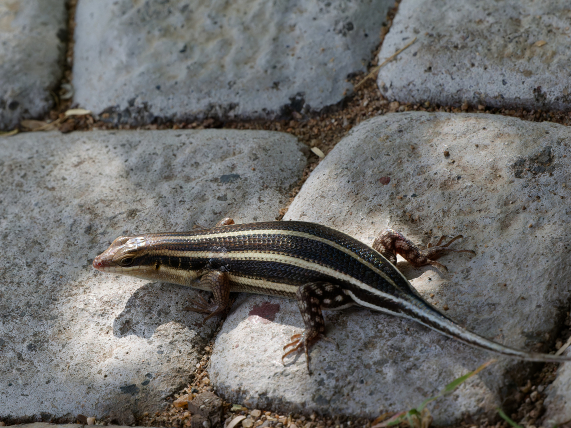 African Five-lined Skink  Geotagged,Kenya,Trachylepis quinquetaeniata,Winter