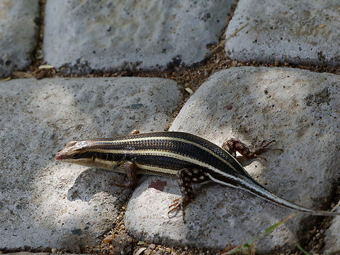 African Five-lined Skink  Geotagged,Kenya,Trachylepis quinquetaeniata,Winter