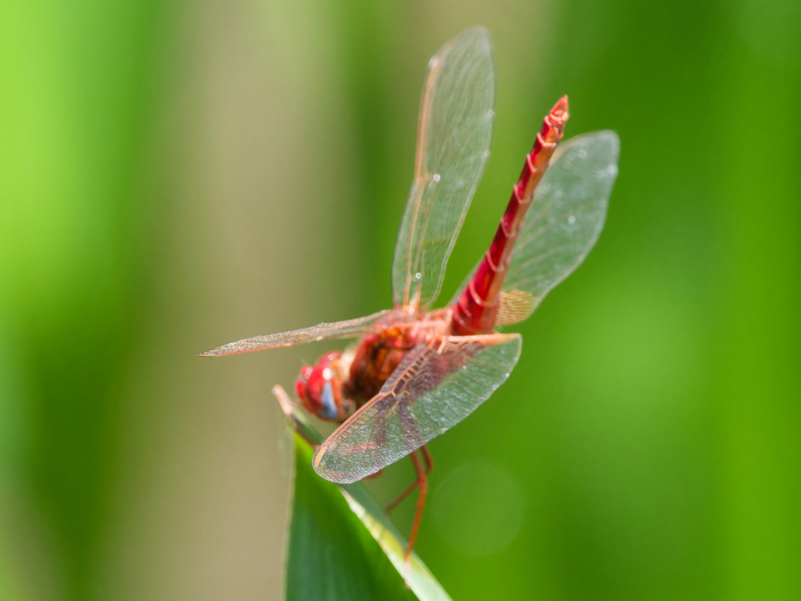 Crocothemis_erythraea Amboseli NP Crocothemis erythraea,Geotagged,Kenya,Scarlet Darter,Summer