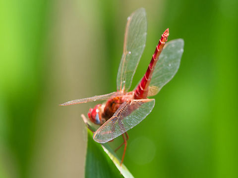 Crocothemis_erythraea Amboseli NP Crocothemis erythraea,Geotagged,Kenya,Scarlet Darter,Summer