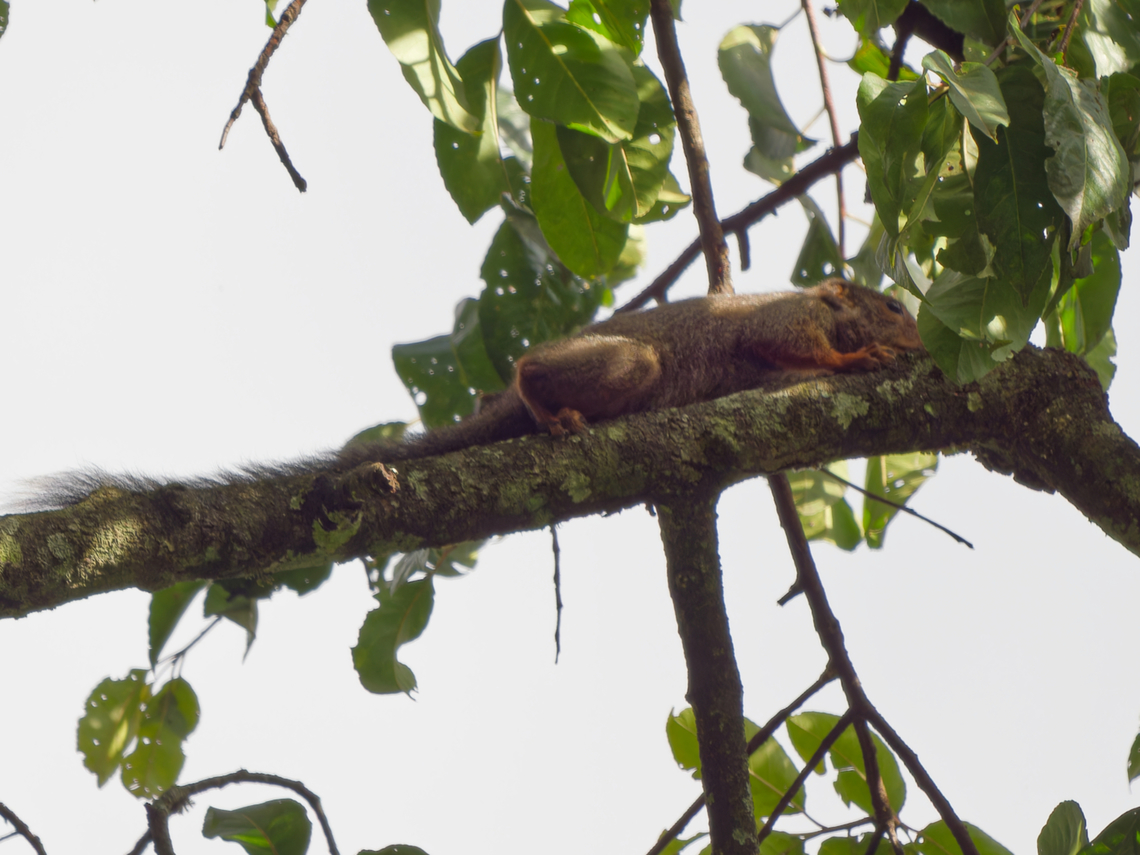Forest Giant Squirrel in Kakamega Forest Forest giant squirrel,Geotagged,Kenya,Protoxerus stangeri,Winter