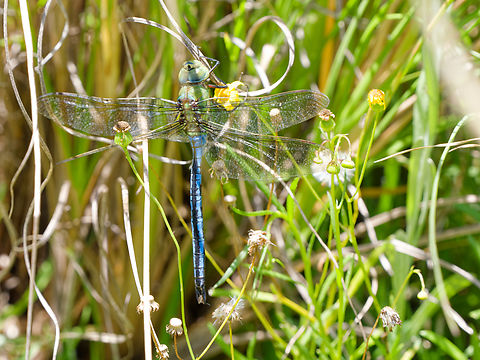 Anax imperator partially missing hindwing Anax imperator,Emperor dragonfly,Geotagged,Kenya,Summer
