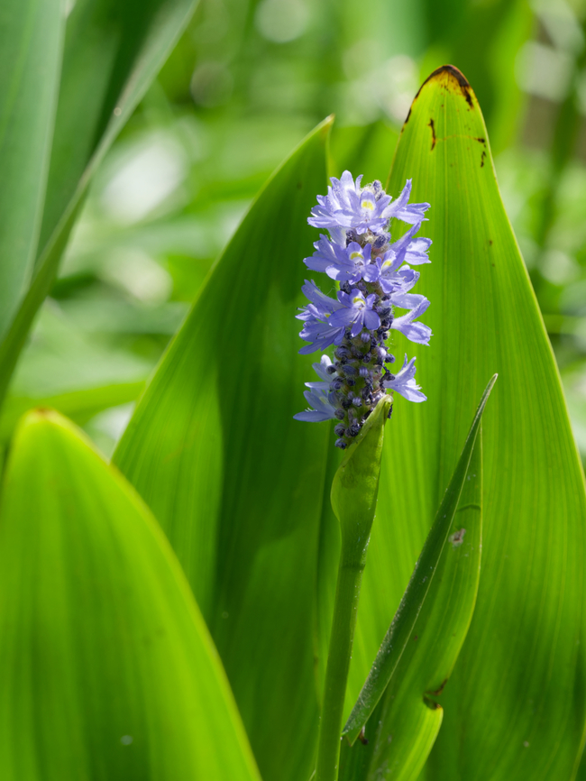 Pontederia cordata invasive in Kenya, cp. <a href="https://keys.lucidcentral.org/keys/v3/eafrinet/weeds/key/weeds/Media/Html/Pontederia_cordata_(Pickerel_Weed).htm" rel="nofollow">https://keys.lucidcentral.org/keys/v3/eafrinet/weeds/key/weeds/Media/Html/Pontederia_cordata_(Pickerel_Weed).htm</a> Geotagged,Kenya,Pickerelweed,Pontederia cordata,Summer