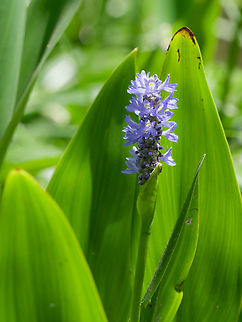 Pontederia cordata invasive in Kenya, cp. https://keys.lucidcentral.org/keys/v3/eafrinet/weeds/key/weeds/Media/Html/Pontederia_cordata_(Pickerel_Weed).htm Geotagged,Kenya,Pickerelweed,Pontederia cordata,Summer