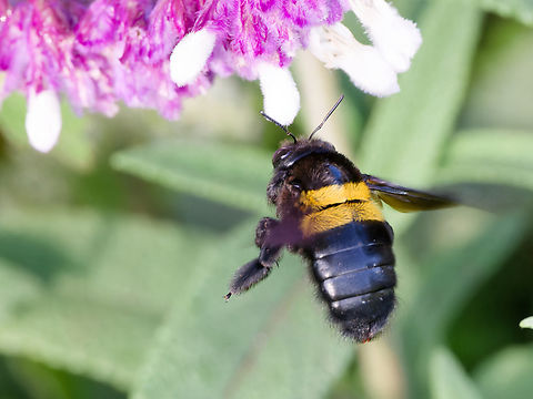 Xylocopa caffra  Double-banded Carpenter Bee,Geotagged,Kenya,Summer,Xylocopa caffra