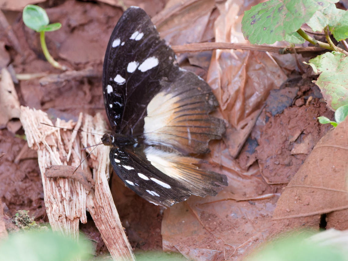Hypolimnas anthedon  Geotagged,Hypolimnas anthedon,Kenya,Variable Eggfly orVariable Diadem,Winter