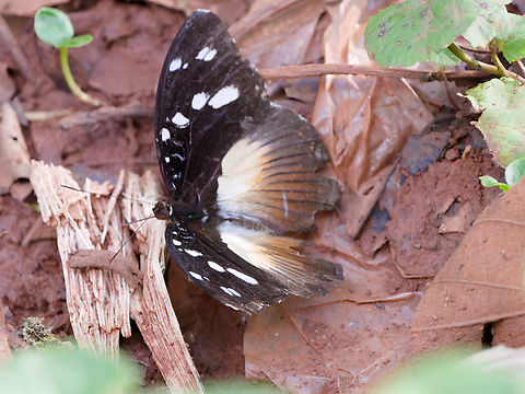 Hypolimnas anthedon  Geotagged,Hypolimnas anthedon,Kenya,Variable Eggfly orVariable Diadem,Winter