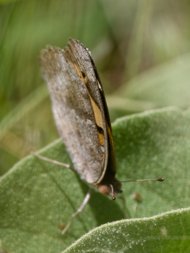 Junonia hierta just documented Geotagged,Junonia hierta,Kenya,Winter,Yellow Pansy