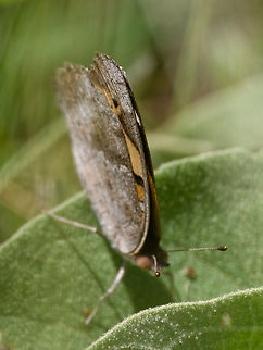 Junonia hierta just documented Geotagged,Junonia hierta,Kenya,Winter,Yellow Pansy