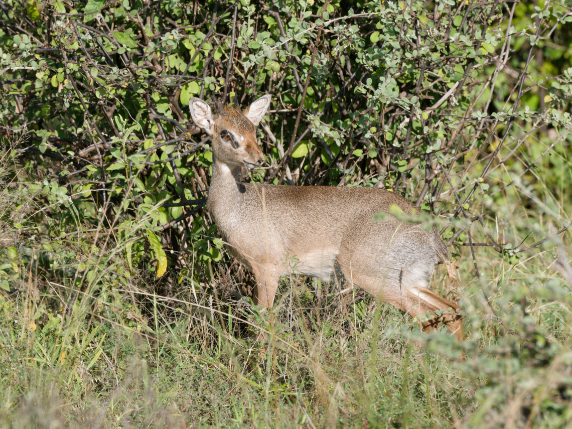 Kirks Dikdik  Geotagged,Kenya,Kirks dik-dik,Madoqua kirkii,Winter